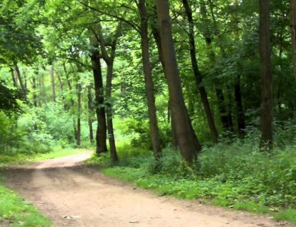 Erdőfelújítás kezdődik a Sóstói-erdőben