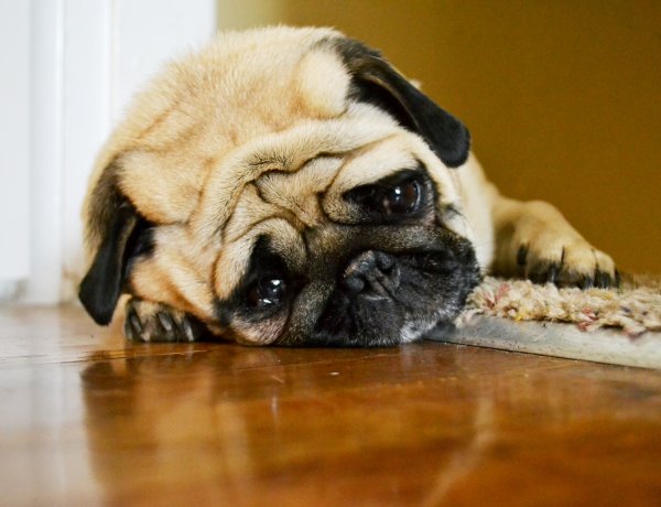 Kilenc mérgező étel, ami halálos lehet házi kedvencünk számára