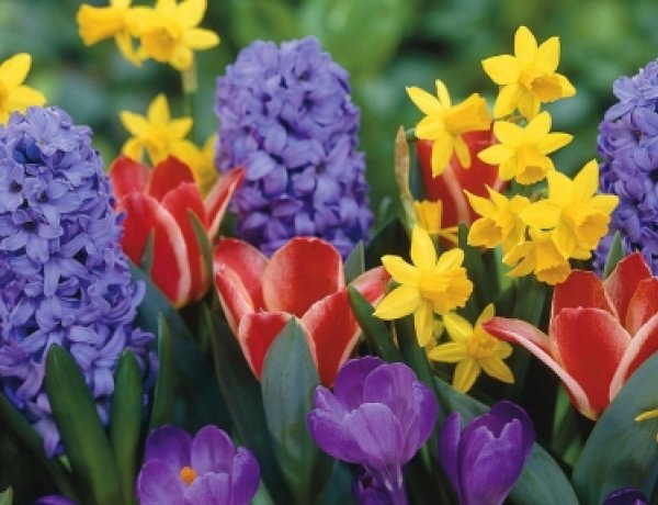 Tavaszköszöntő Fesztivál Nyírszőlősön