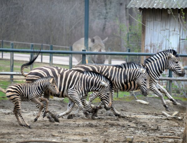 Húsvéti ajándék: zebra és törpe víziló is született a Nyíregyházi Állatparkban 