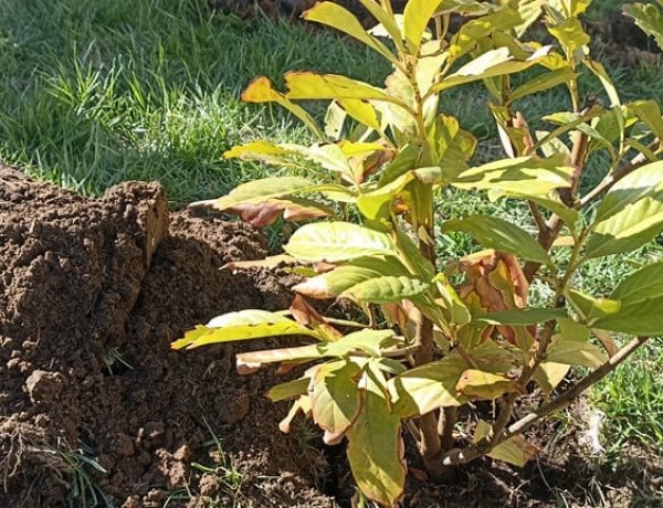 Negyvenezer négyzetméternyi zöld sziget ékesíti a kórház területét