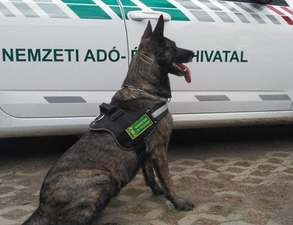 Újra négylábú munkatársakat keres a NAV