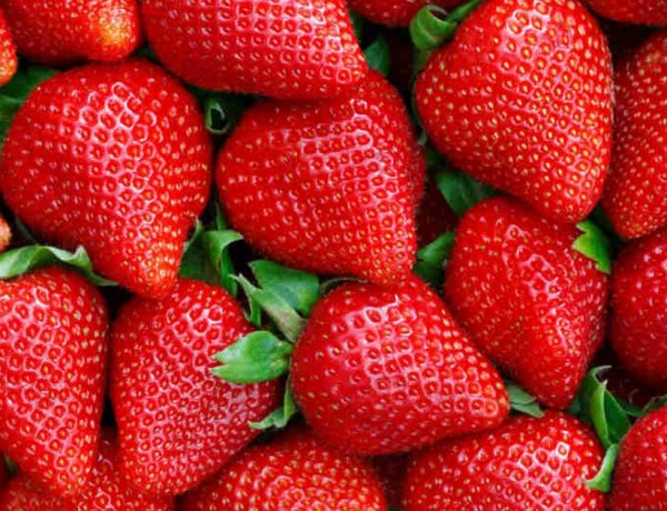 A hideg miatt még várni kell a szabolcsi eperre 