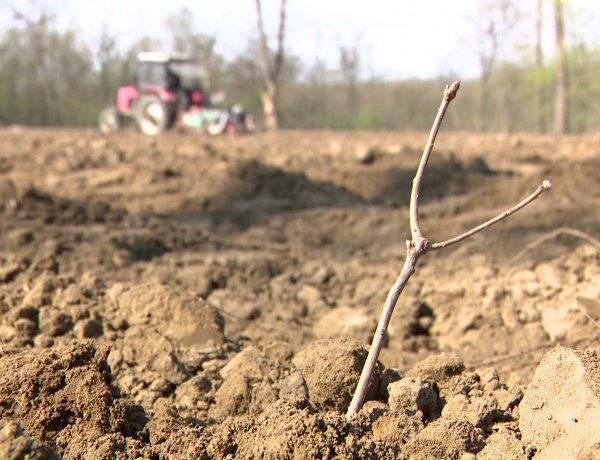Erdőfelújítás kezdődött Sóstón – Több mint harmincezer csemetét ültetnek el a napokban