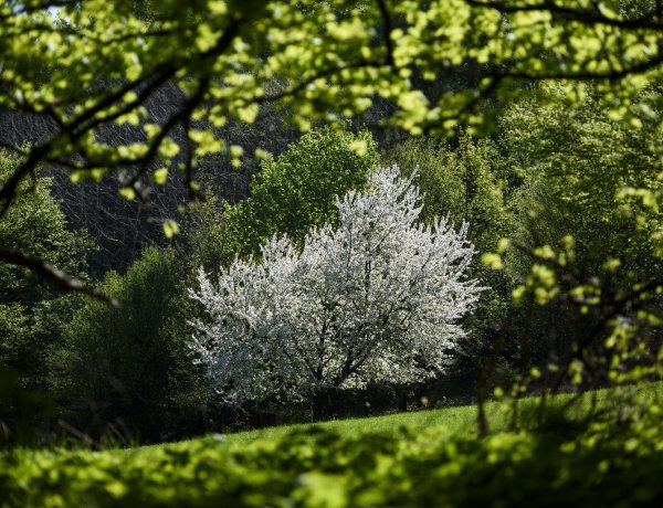A Föld napja – Magyarországon 1990 óta rendezik meg a jeles napot