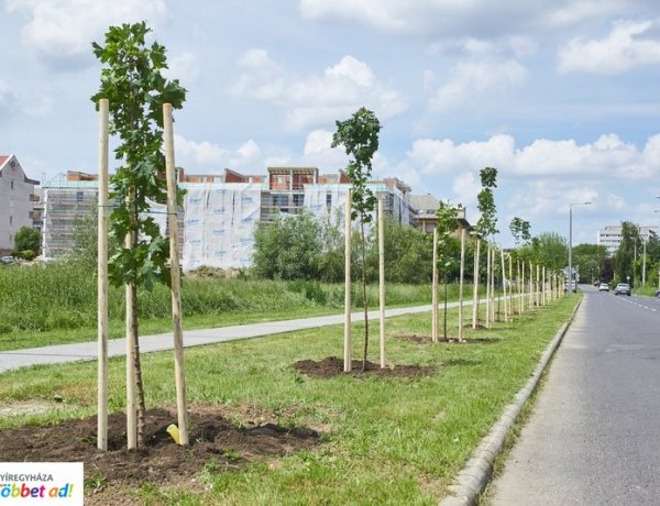  Pótolják a fákat az útfelújításoknál