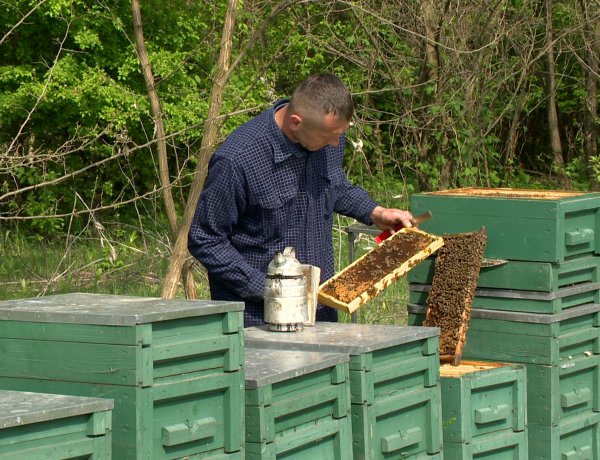 A cukorbetegek is ehetnek mézet? Hány méhcsípést bír ki egy ember? – Méhészek válaszoltak kérdéseinkre