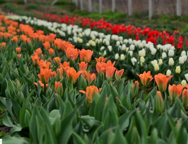Megkezdődött a tulipánszüret A Kertben!