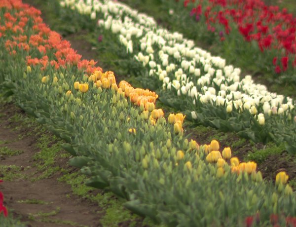 Tulipánszüret a Nyíregyháza közeli Ferenctanyán