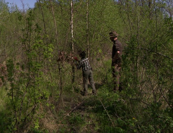 Szedd magad a májusfát! – Hatalmas az érdeklődés a Nyírerdő kezdeményezése iránt