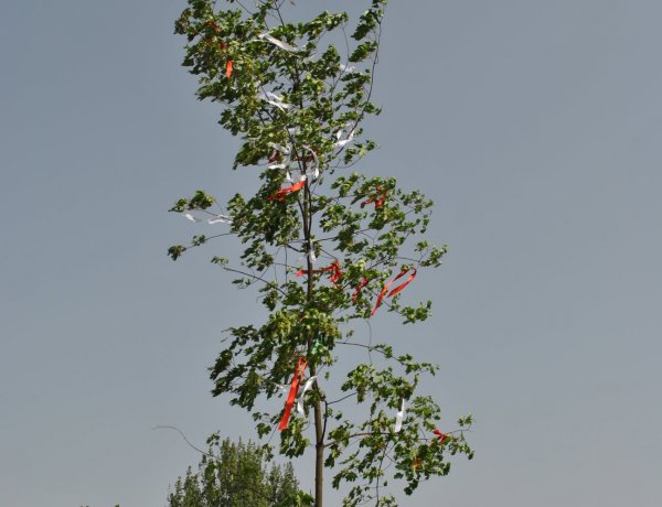 Májusfa és majális a Sóstói Múzeumfaluban