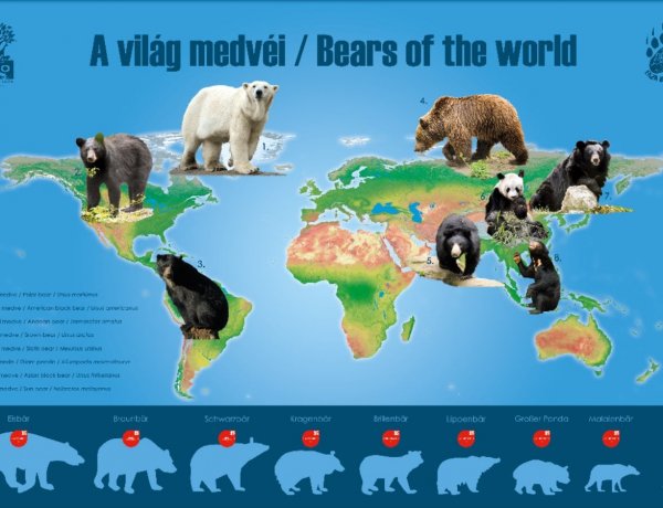 Boldog Macik Napja – Rajzpályázatot hirdetett a Nyíregyházi Állatpark