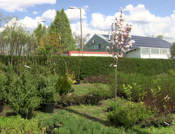 Fásítás – Kiosztották a lakosság számára az „Ültess egy fát a holnapért!” program növényeit