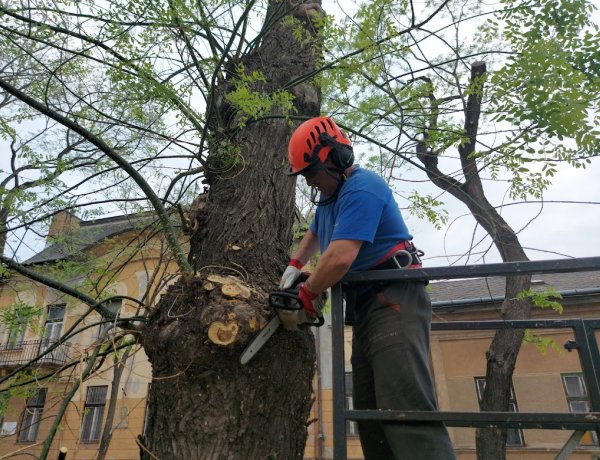 Befejezik a Szent István utcán a japánakác fák gallyazását, a munka holnap a körforgalom és a Kert utca között folytatódik