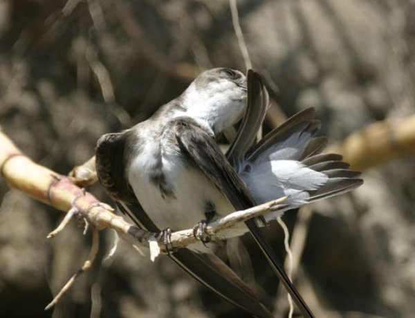 Tokaji partifecske hajózás a Felső-Tiszán