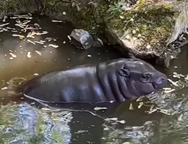 Szépen növekszik Gerzson, a Nyíregyházi Állatpark  11 hetes törpevíziló borja 
