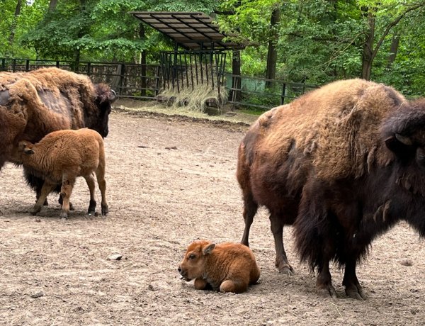 A vendégek előtt látott napvilágot az amerikai bölény csorda legifjabb tagja a Nyíregyházi Állatparkban