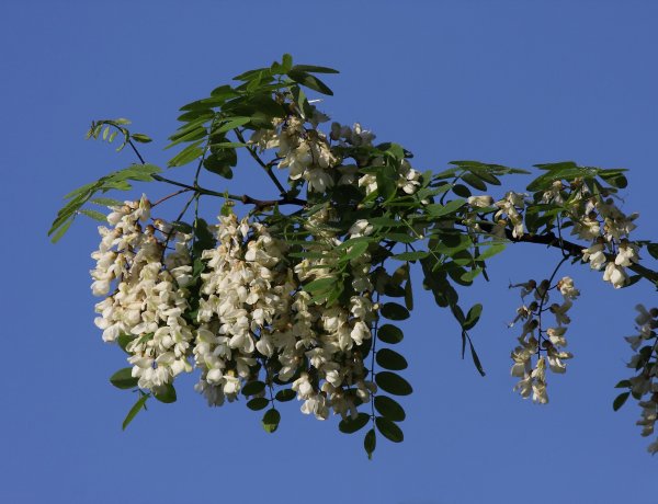Virágba borult akácerdők a Nyírségben