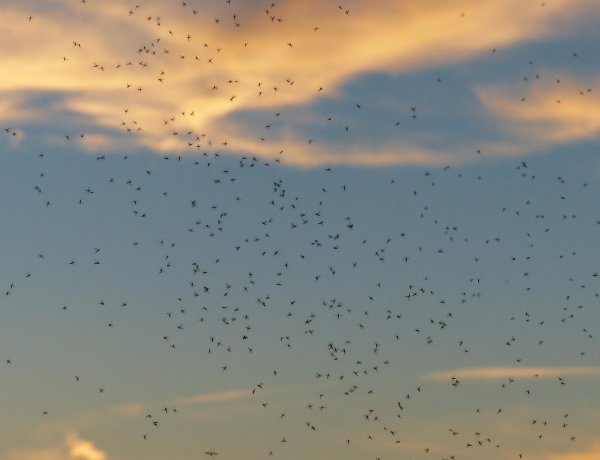 Szúnyogirtás – Pénteken is a magasba szálltak a helikopterek
