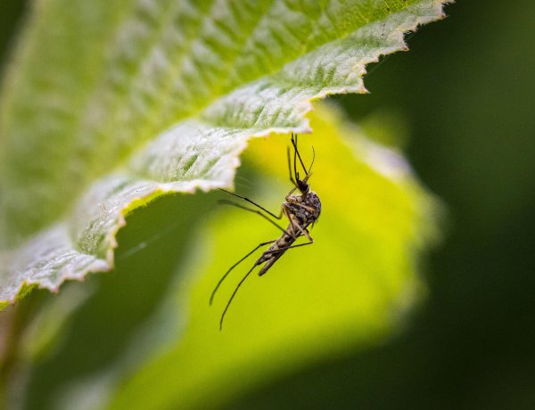 Földi kémiai szúnyoggyérítést végeznek május 26-án a napnyugtát megelőző órákban Nyíregyházán