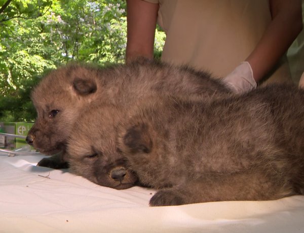 Sarki farkas hármas ikrek születtek