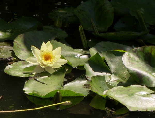 Tavirózsa, rododendron, íriszek – Virágözönnel vár a Tuzson János Botanikus Kert