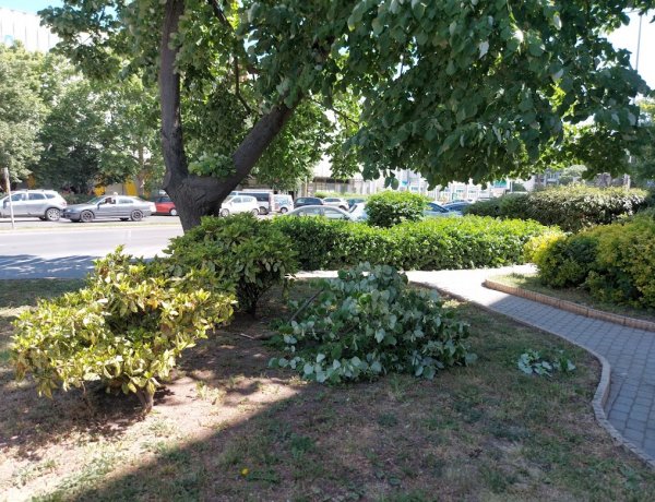 Letört egy faág a belvárosban a viharos szélben és gyalogátkelőhelyre esett