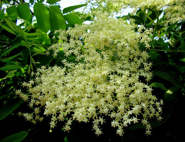 Ilyen egy egyszerű és finom bodzalé recept!