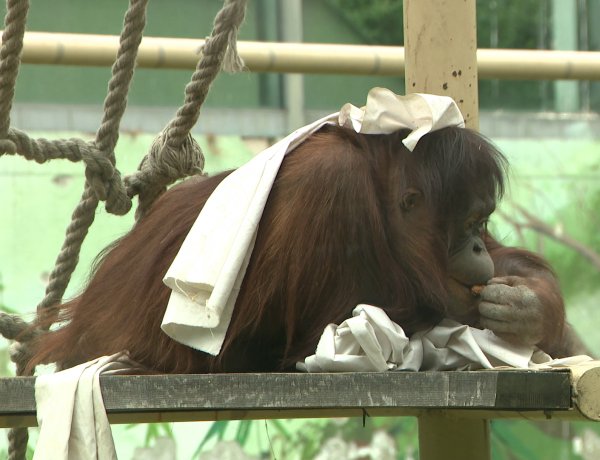 A pünkösdi hosszú hétvégén is várja a látogatókat a Nyíregyházi Állatpark