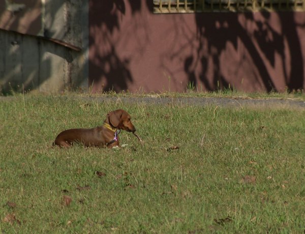 Elkezdődött az ebösszeírás – Augusztus 31-ig várja vissza az adatlapokat a NYÍRVV
