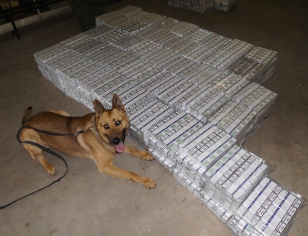 Rafit a fánk sem téveszti meg