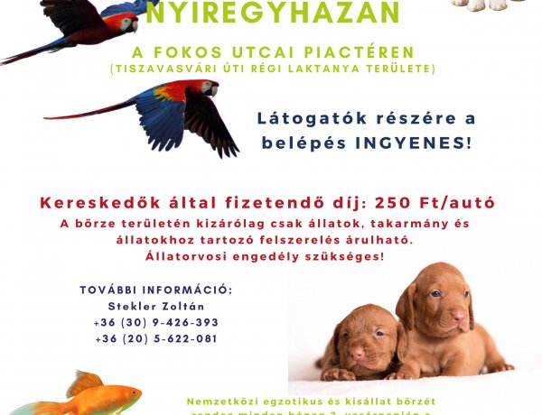 Minden hónap második vasárnapján Kisállat börze várja az érdeklődőket a Fokos utcai Piactéren