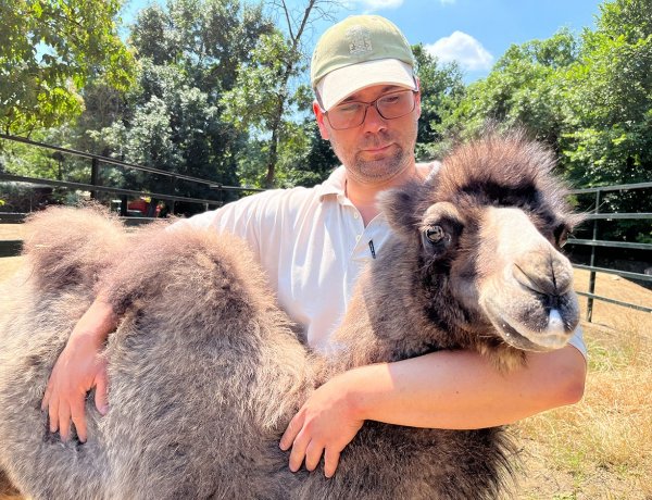 Pótpapákat kapott a Nyíregyházi Állatpark tevéje!