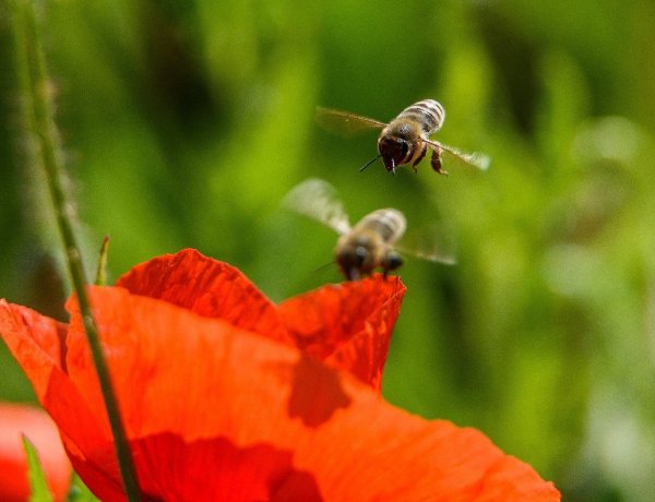 Hétfőtől pályázhatnak a méhészek az új méh állatjóléti támogatásra