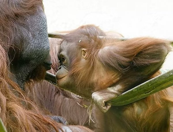 A dániai Aalborg  Zoo-ba került Ruti, a Nyíregyházi Állatpark borneói orangutánja