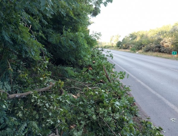 Két forgalmi sávra is rádőlt egy tölgyfa a Sóstói úton