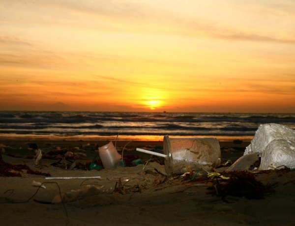 Zacskómentes világnap, július 3.