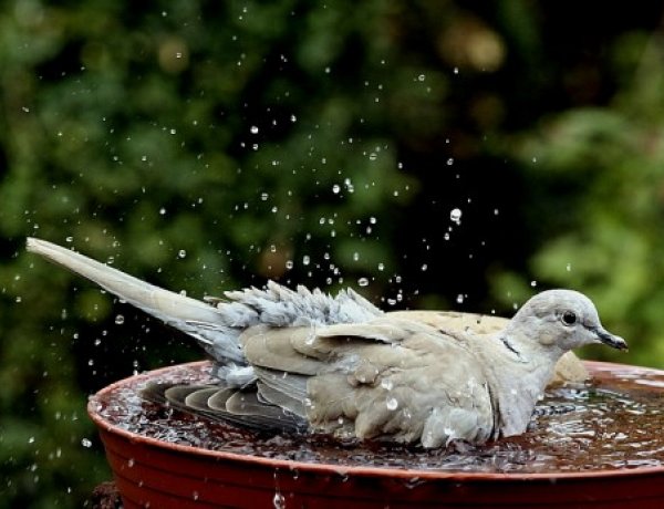  Itatással segíthetjük a települési állatokat a kánikulában 