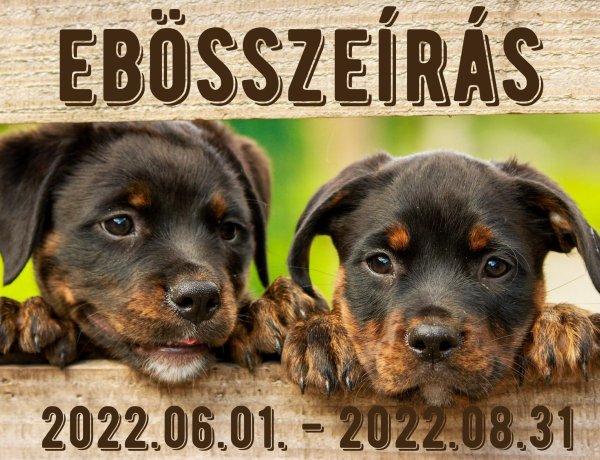 Továbbra is folyamatosan zajlik az ebösszeírás Nyíregyházán, mely az ebtartóknak adatszolgáltatási kötelezettség