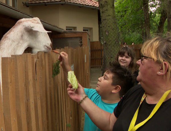 Az "Év Állatvédő Iskolája 2022" – Rangos elismerést kapott a sóstóhegyi oktatási intézmény