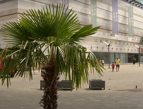 Tovább zöldül Nyíregyháza – Öntözés és telepítés a Szabadság téren