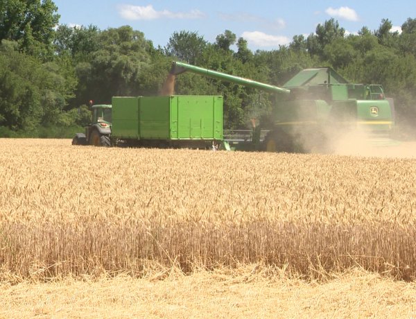 Kevesebb búza várható – A hazai ellátás ennek ellenére is biztosított 