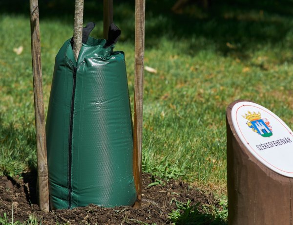 Öntözőzsák – Újfajta öntözőeszközt vezettek be a fiatal fák gondozására