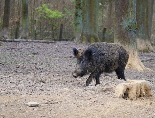 Tájékoztatás a vad által belterületen okozott károk megelőzésével kapcsolatosan