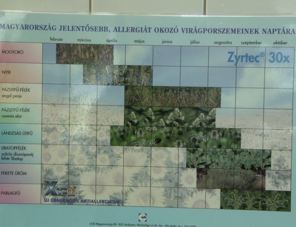 Allergia - 3,5 millió az allergiások száma, közülük 1,5 millióan a parlagfű pollenjére érzékenyek