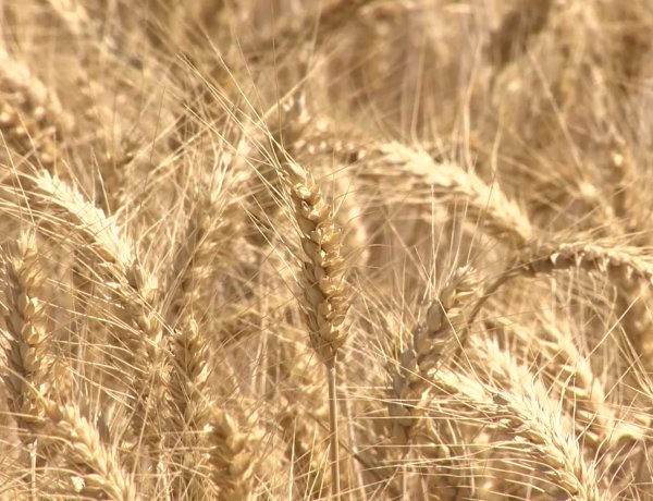 Rendkívüli aszály van a térségben – Az agrártárca minden lehetséges eszközzel támogatja a gazdákat