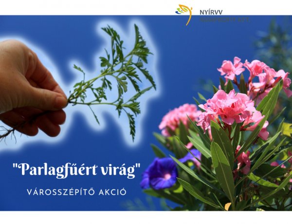 Jövő héten indul a Parlagfűért virág városszépítő akció