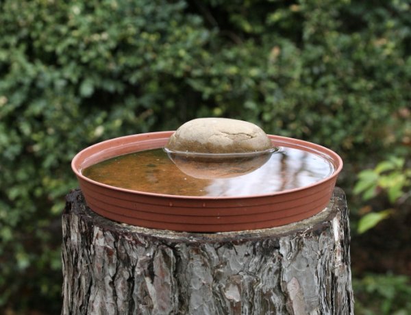 Hőség – Vigyázzunk közösen a környezetünkben élő állatokra