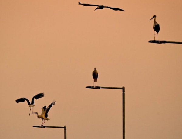 Ismét tombol a kánikula, most még fontosabb a madarak itatása