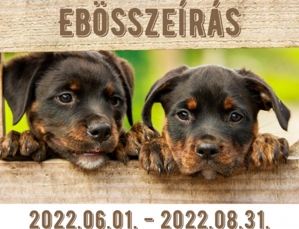 Jelenleg is zajlik az ebösszeírás Nyíregyházán